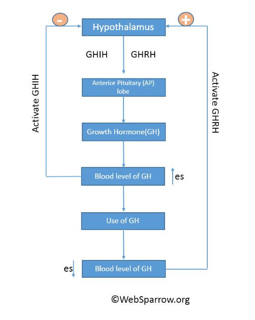 Definition, Secretion, Regulation of Release, Function and Drawback of Growth Hormone(GH) in Pharmacy