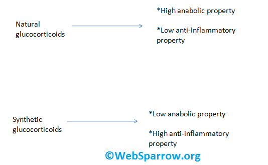 Introduction + Classification + Pharmacological Action + Regulation of Release and Drawback of Glucocorticoids Hormone