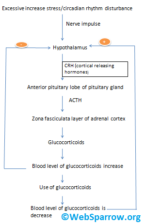 Introduction + Classification + Pharmacological Action + Regulation of Release and Drawback of Glucocorticoids Hormone